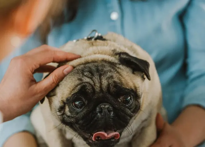 プロ スタレ ミャスト ホテル