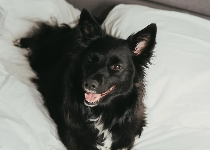 プロ スタレ ミャスト ホテル